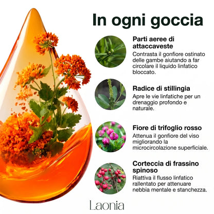 Ingredienti del Drenaggio Linfatico Laonia